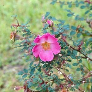 Rosa Multibracteata (Shrub Rose) Bare Root Rose