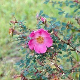 Rosa Multibracteata (Shrub Rose)