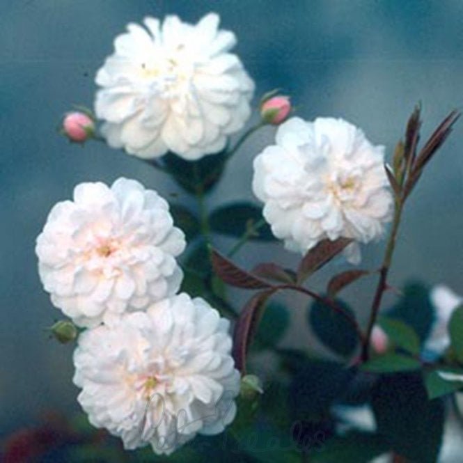 Rosa Multiflora Carnea