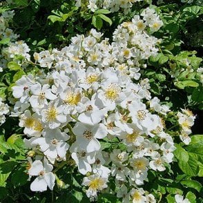 Rosa Multiflora Bare Root Rose
