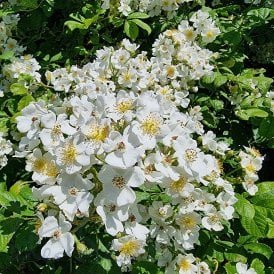 Rosa Multiflora