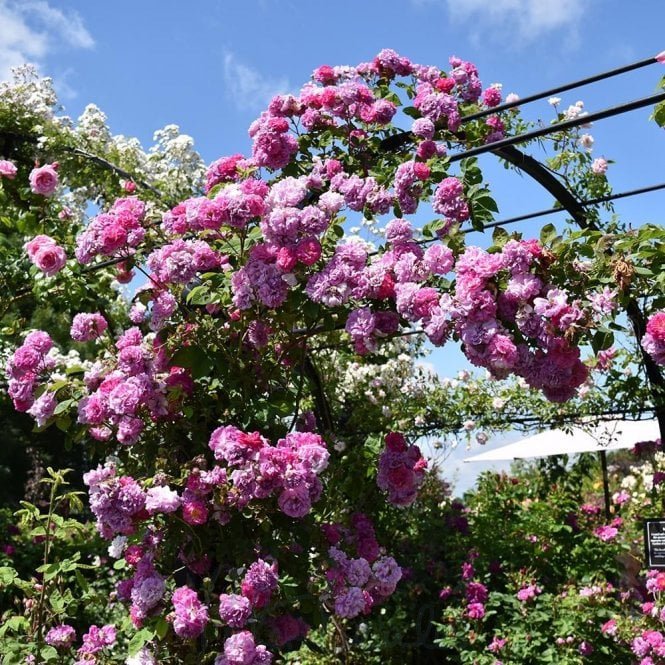 Rosa Multiflora Platyphylla