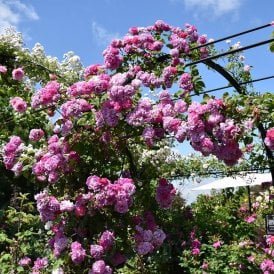 Rosa Multiflora Platyphylla