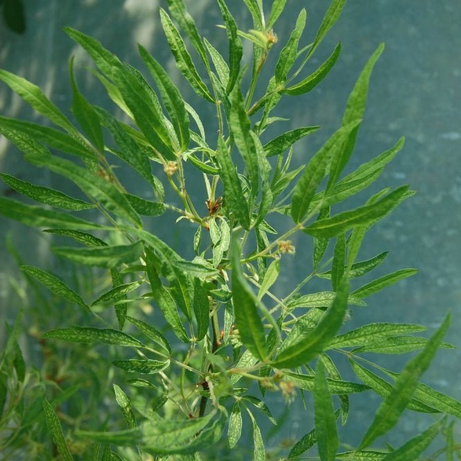 Rosa Multiflora Watsoniana (Shrub Rose)