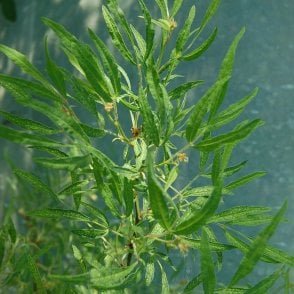 Rosa Multiflora Watsoniana (Shrub Rose) Bare Root Rose