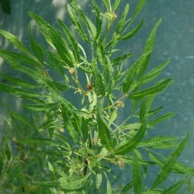 Rosa Multiflora Watsoniana (Shrub Rose)