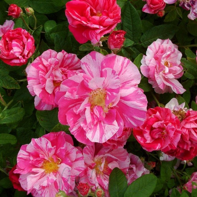 Rosa Mundi