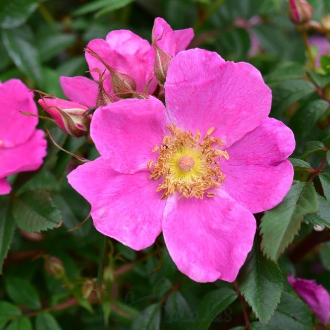 Rosa Nitida