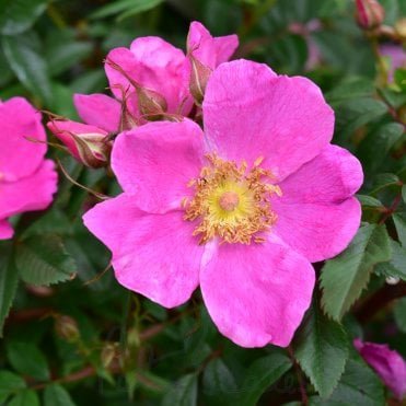 Rosa Nitida