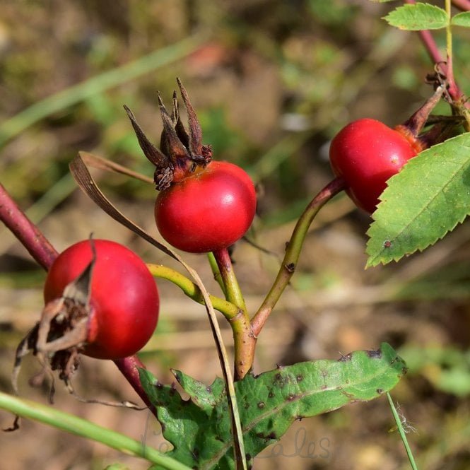 Rosa Nutkana