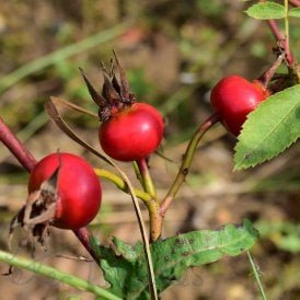Rosa Nutkana
