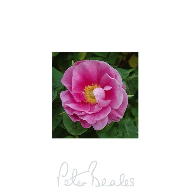 Rosa Nutkana Plena (Shrub Rose)