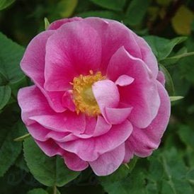 Rosa Nutkana Plena (Shrub Rose)