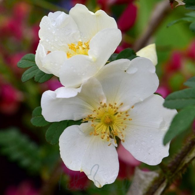 Rosa Omeiensis Pteracantha