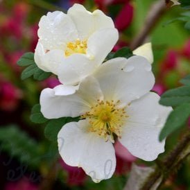 Rosa Omeiensis Pteracantha