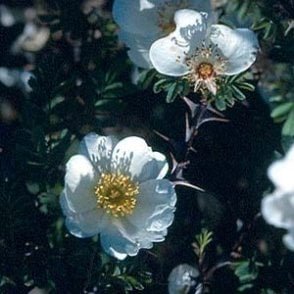 Rosa Omeiensis Red Wing (Shrub Rose) Bare Root Rose