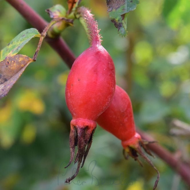 Rosa Pendulina (Shrub Rose)