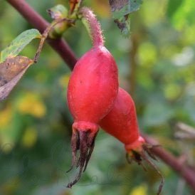 Rosa Pendulina (Shrub Rose)