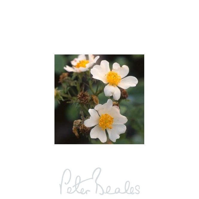 Rosa Phoenicia (Rambling Rose)