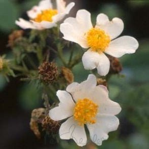Rosa Phoenicia (Rambling Rose) Bare Root Rose