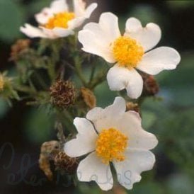 Rosa Phoenicia (Rambling Rose)