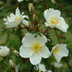 Rosa Pimpinellifolia Potted Rose