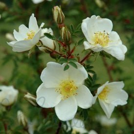 Rosa Pimpinellifolia