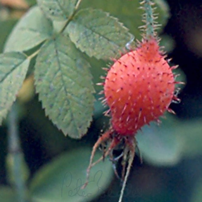 Rosa Pomifera (Shrub Rose)