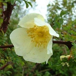 Rosa Primula (Shrub Rose) Bare Root Rose