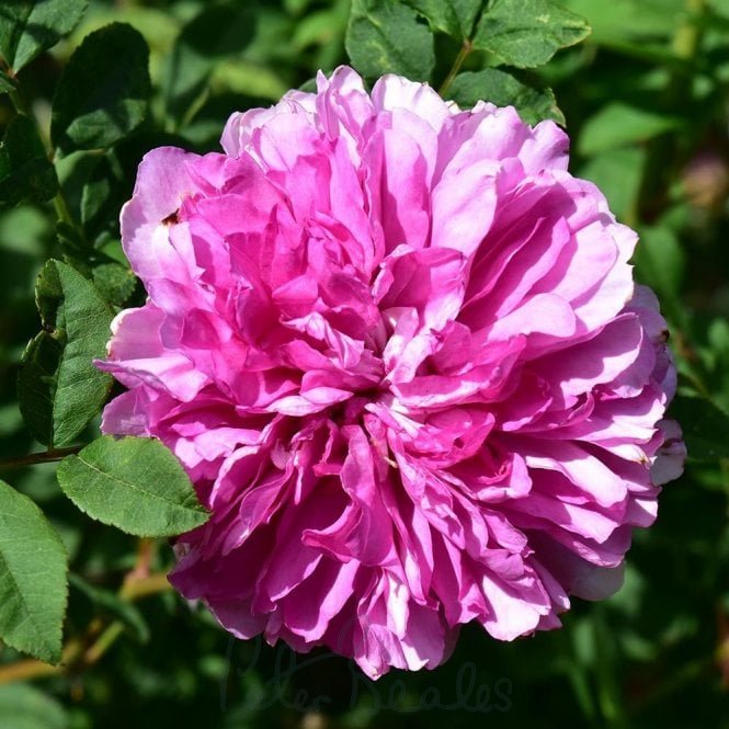 Rosa Roxburghii Plena (Shrub Rose)