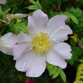 Rosa Roxburghii (Shrub Rose)