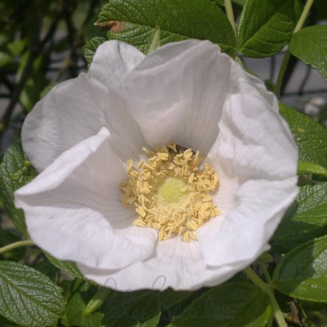 Rosa Rugosa Alba