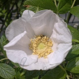 Rosa Rugosa Alba