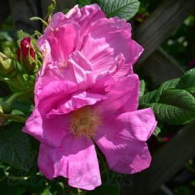 Rosa Rugosa Typica