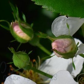 Rosa Sempervirens (Rambling Rose)
