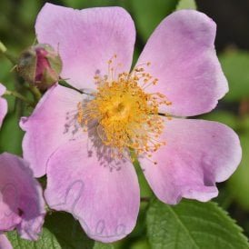 Rosa Setigera
