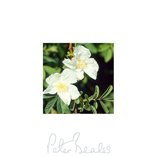 Rosa Spaldingii (Shrub Rose)
