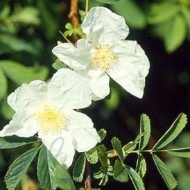 Rosa Spaldingii (Shrub Rose)