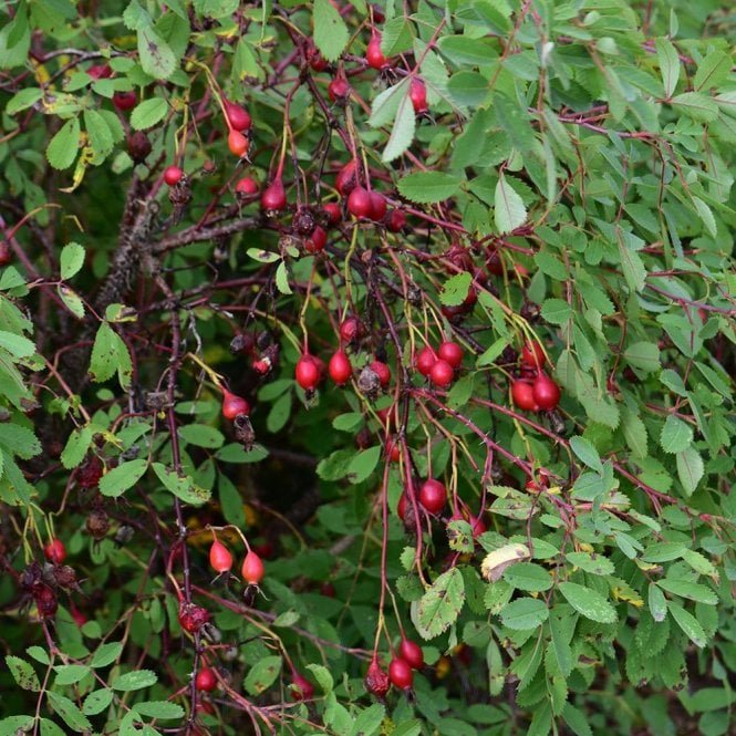 Rosa Suffulta