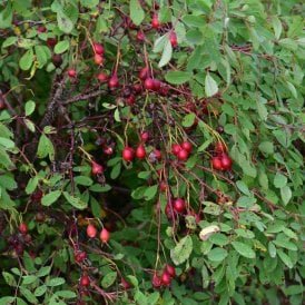 Rosa Suffulta