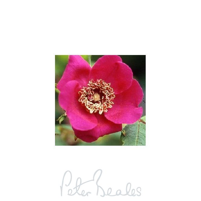 Rosa Sweginzowii Macrocarpa (Shrub Rose)