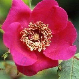Rosa Sweginzowii Macrocarpa (Shrub Rose)