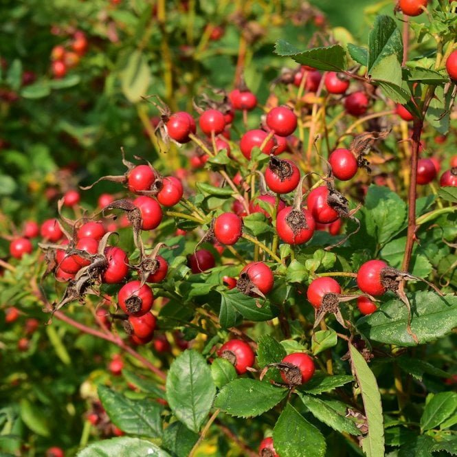 Rosa Virginiana