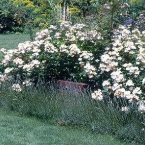 Rosa Wichurana (Shrub Rose) Bare Root Rose