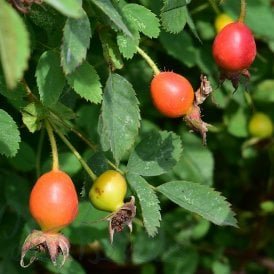 Rosa Woodsii Fendlerii (Shrub Rose)
