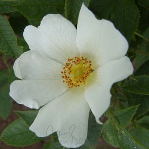 Rosa X Alba (Shrub Rose) Bare Root Rose