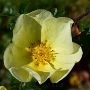 Rosa X Cantabrigiensis (Shrub Rose) Bare Root Rose
