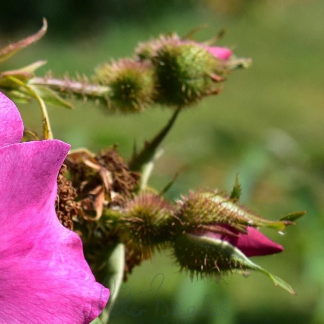 Rosa X Coryana (Shrub Rose)