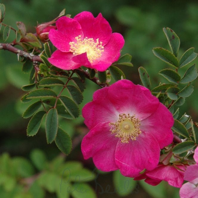 Rosa X Forrestiana (Shrub Rose)