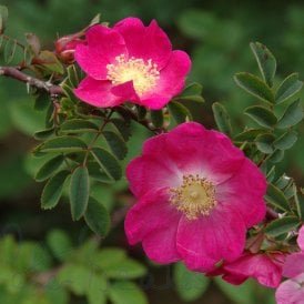 Rosa X Forrestiana (Shrub Rose)